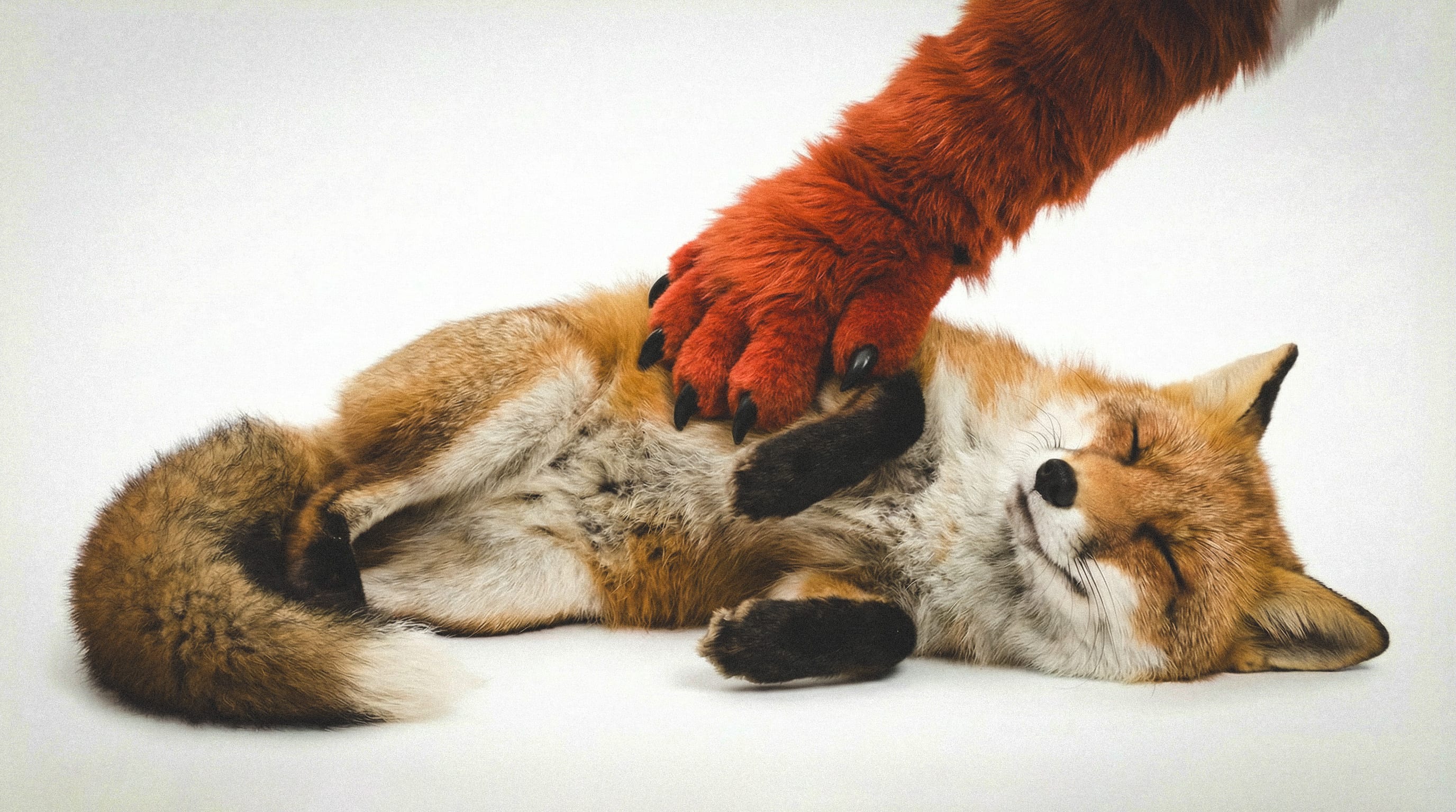 Pet Fox